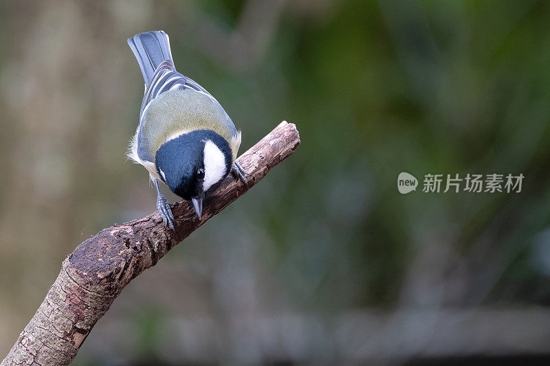 大山雀(Parus major)栖息在有复制空间的树枝上